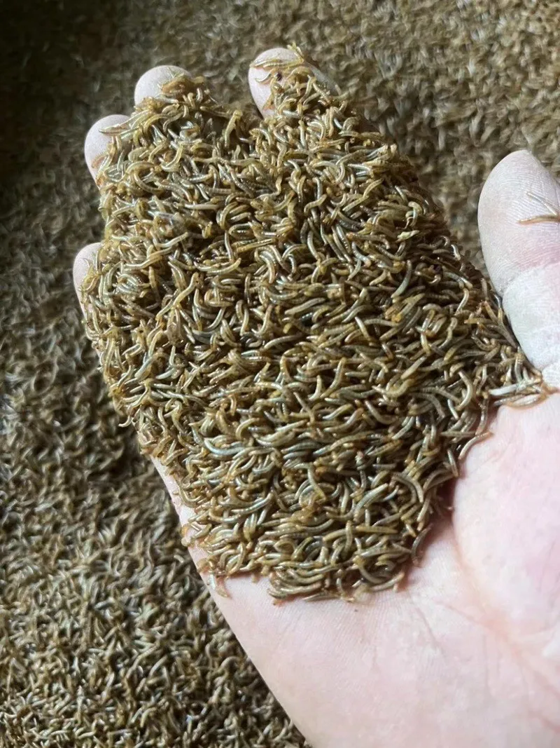 Other live protein worms