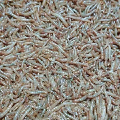 Super Mealworm