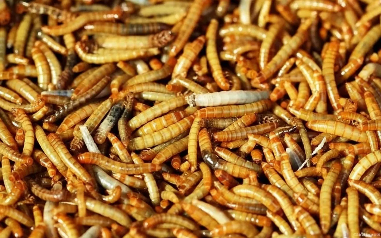 2-3cm dried mealworms supplier image thumbnail