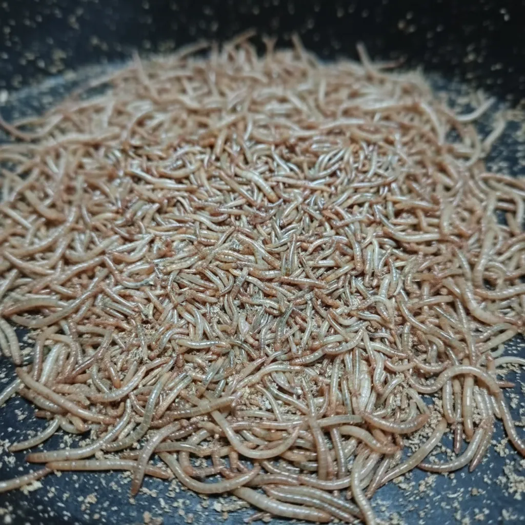 wholesale mealworms for pets image thumbnail