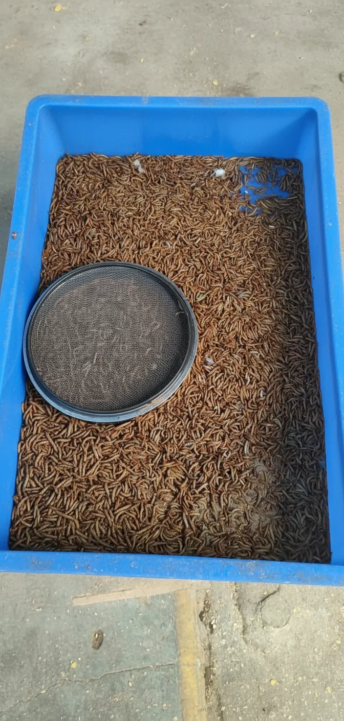 low moisture dried mealworms bulk image thumbnail