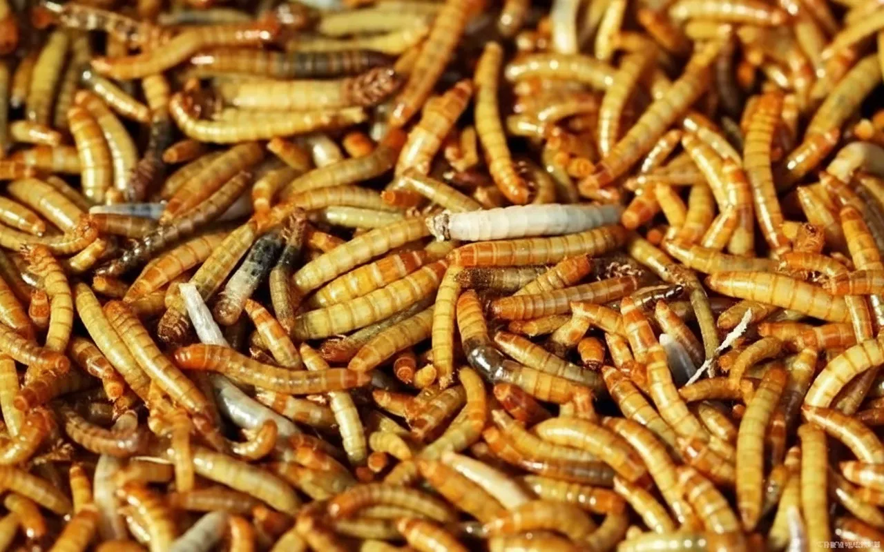 dried mealworms for aquaculture feed supplier image thumbnail