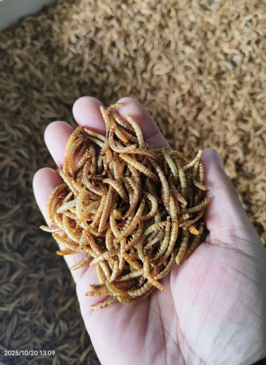 Protein worms for pet food image thumbnail