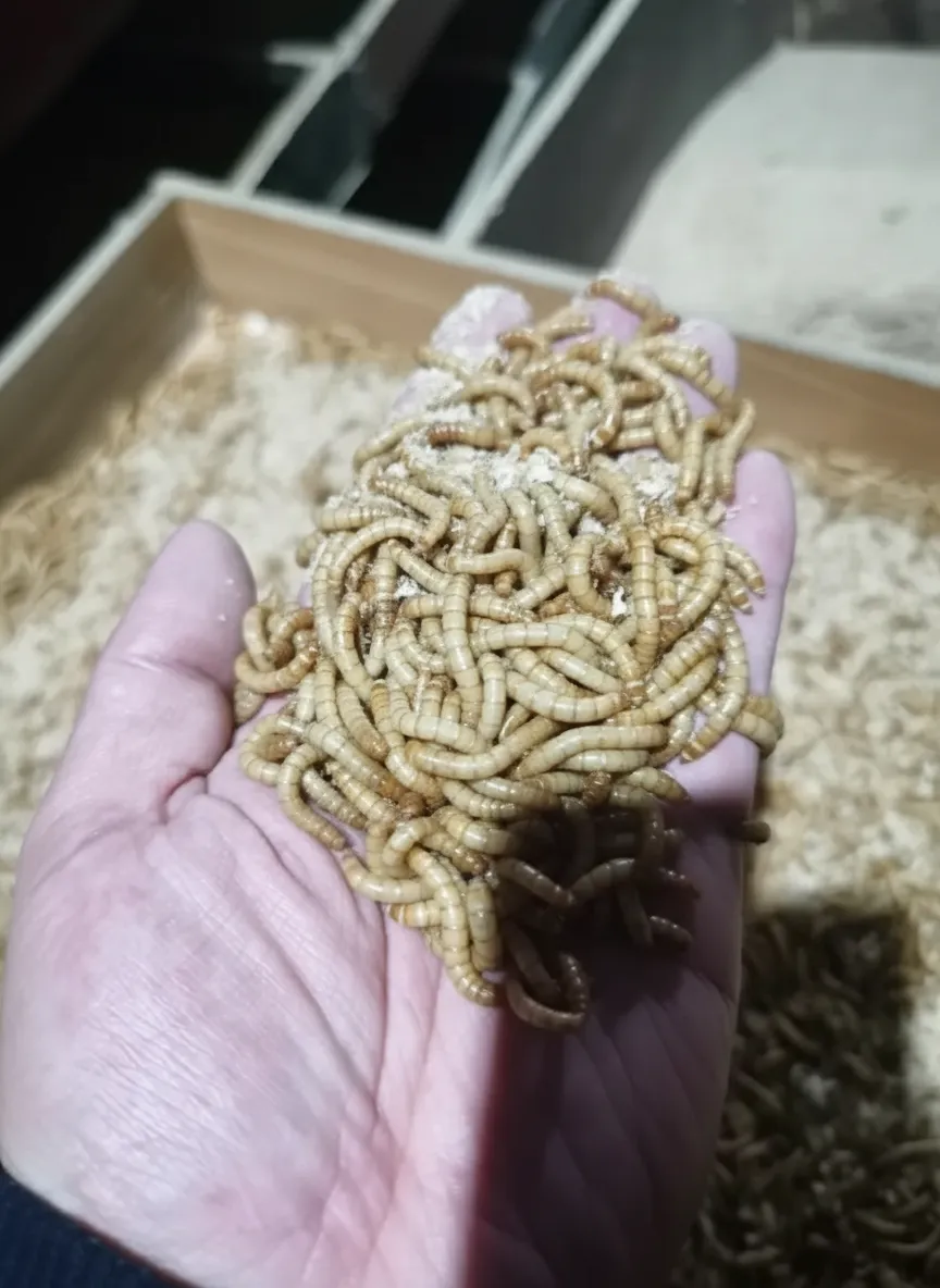 Super Mealworm image thumbnail