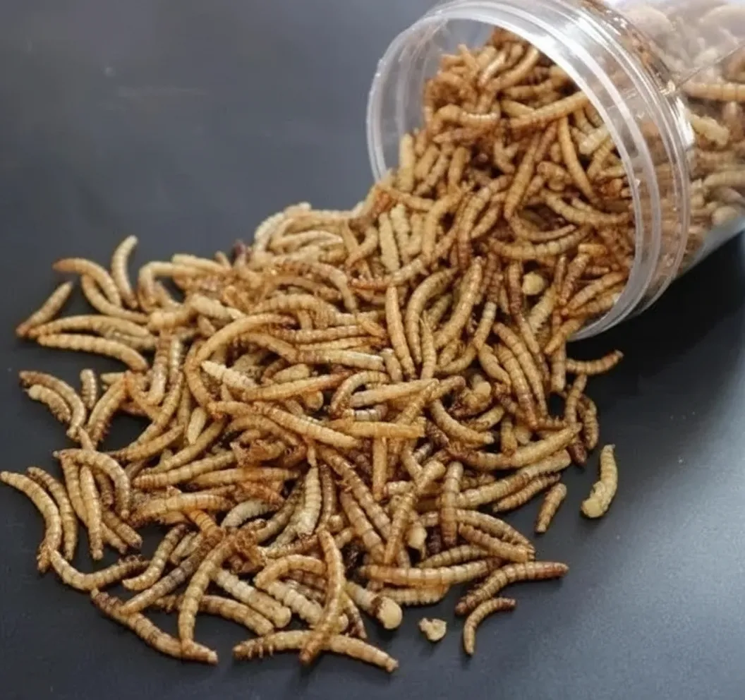 wholesale mealworms for pets