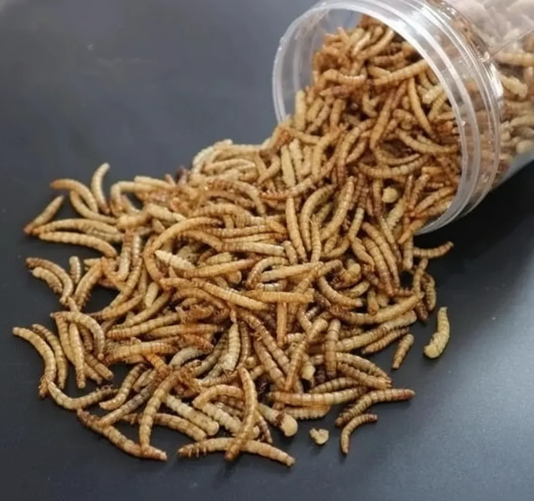 Mealworm Powder for Protein Supplement Production