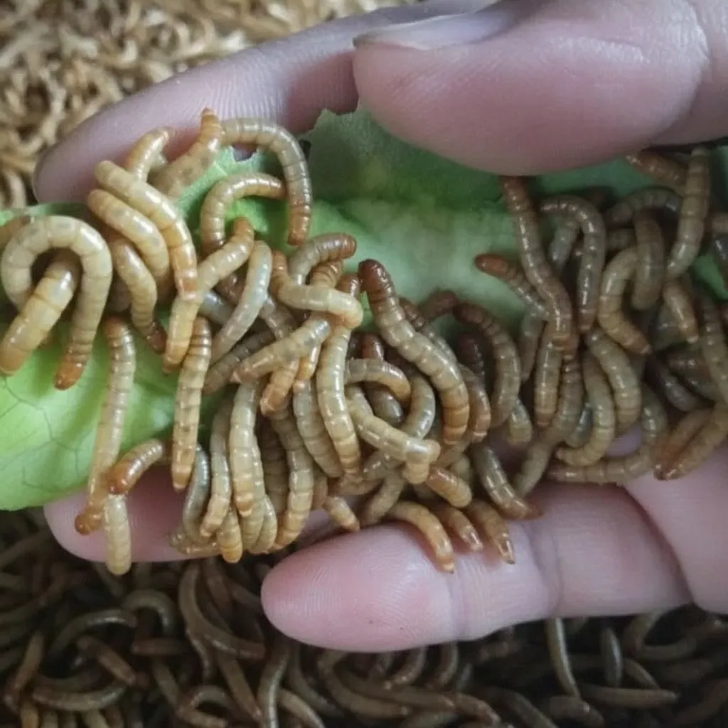 Mealworm Powder for Protein Supplement Production image thumbnail