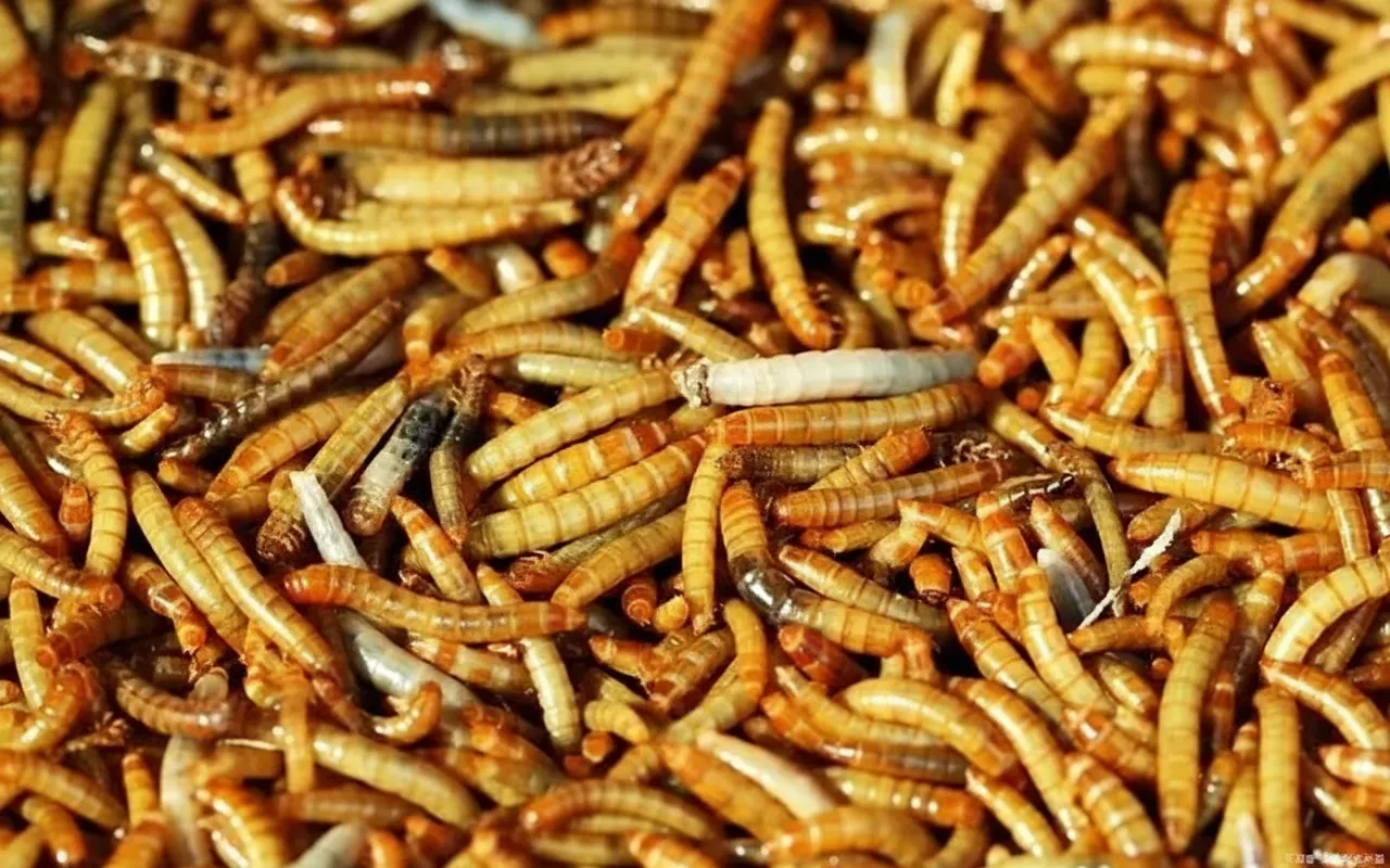 Freeze-Dried Mealworms — 55% High Protein image thumbnail