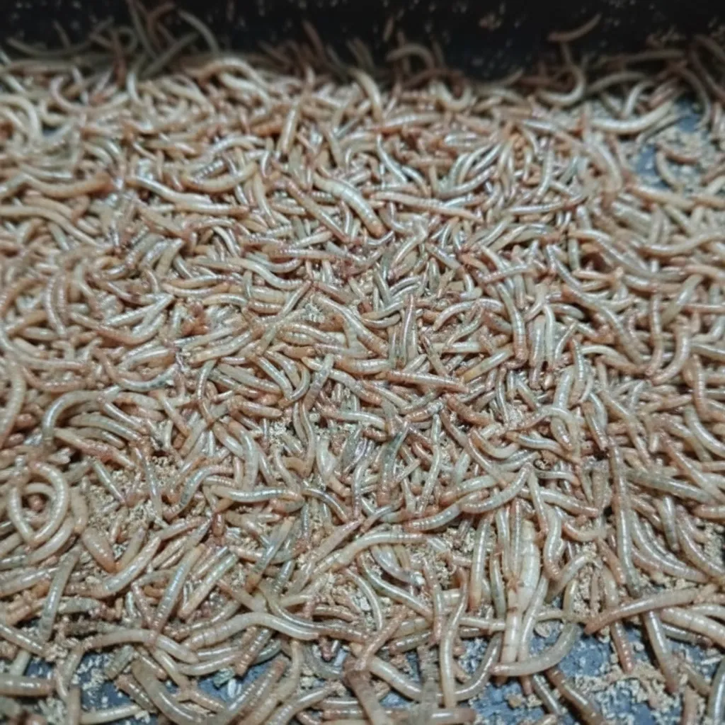 Bulk Defatted Mealworm Protein Powder image thumbnail