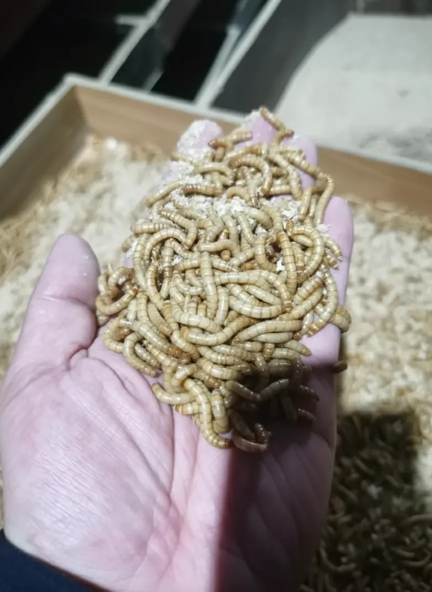 bulk insect protein supplier