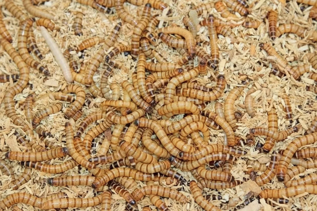 2-3cm dried mealworms supplier image thumbnail