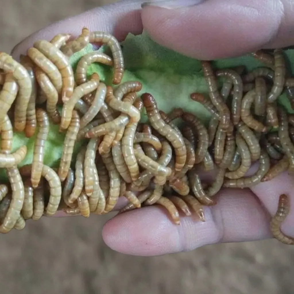 Bulk Defatted Mealworm Protein Powder image thumbnail