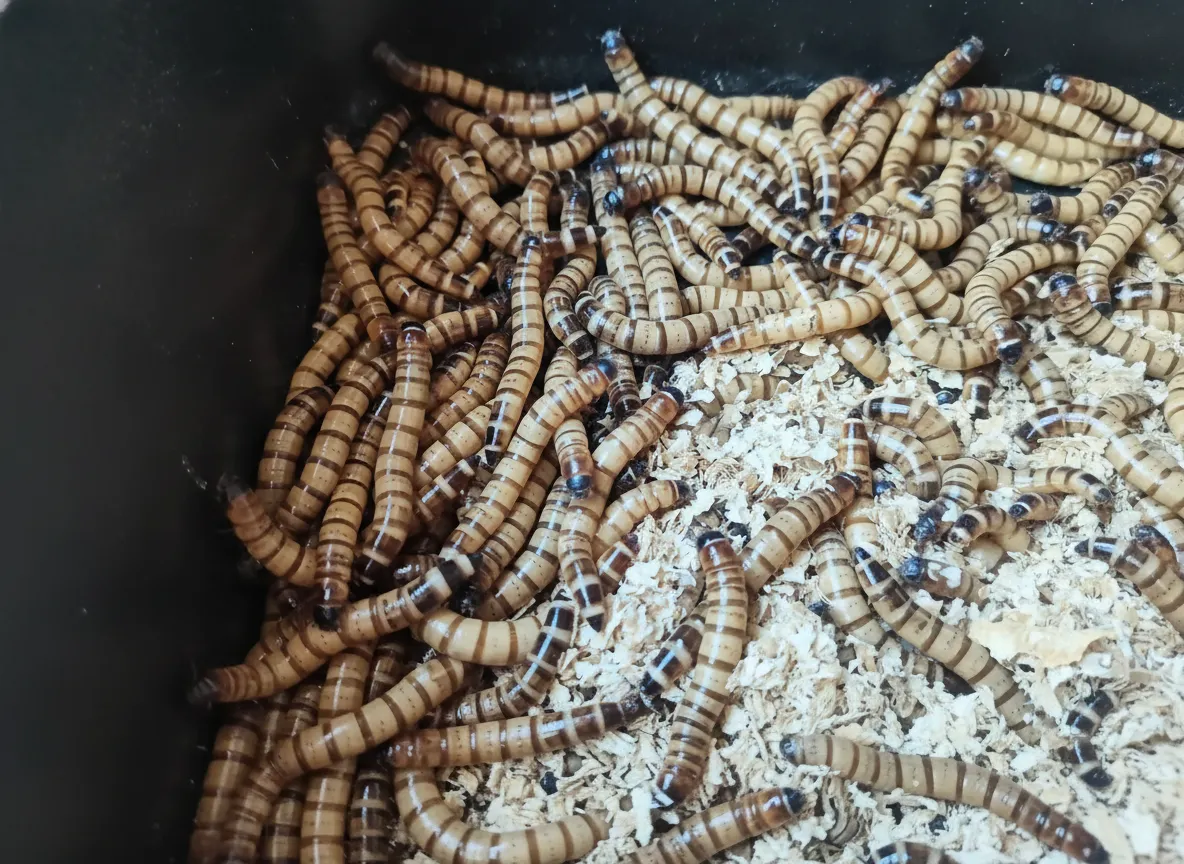 dried mealworms for aquaculture feed supplier image thumbnail