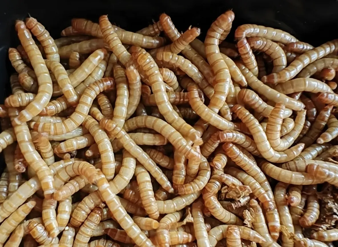 mealworms supplier China image thumbnail