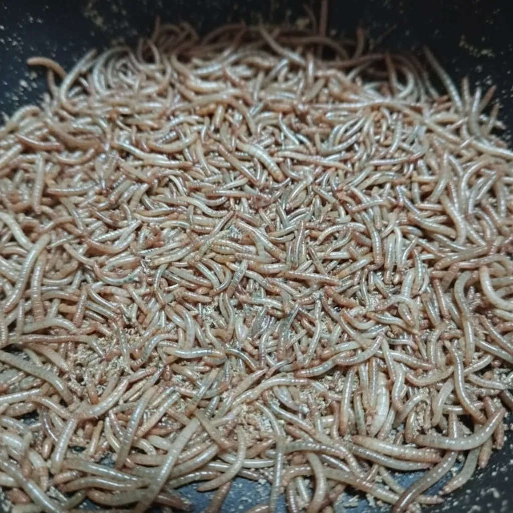 Mealworm Powder for Protein Supplement Production image thumbnail
