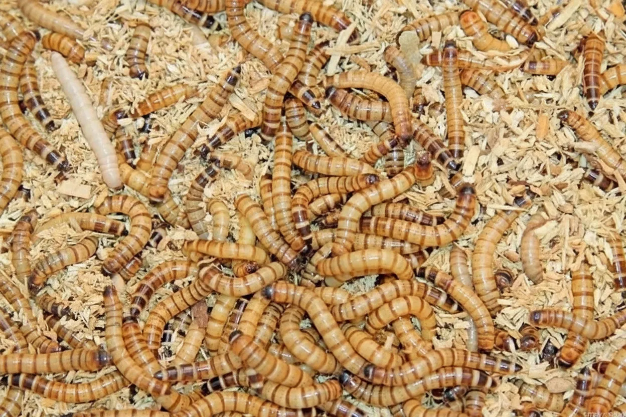 dried mealworms for aquaculture feed supplier