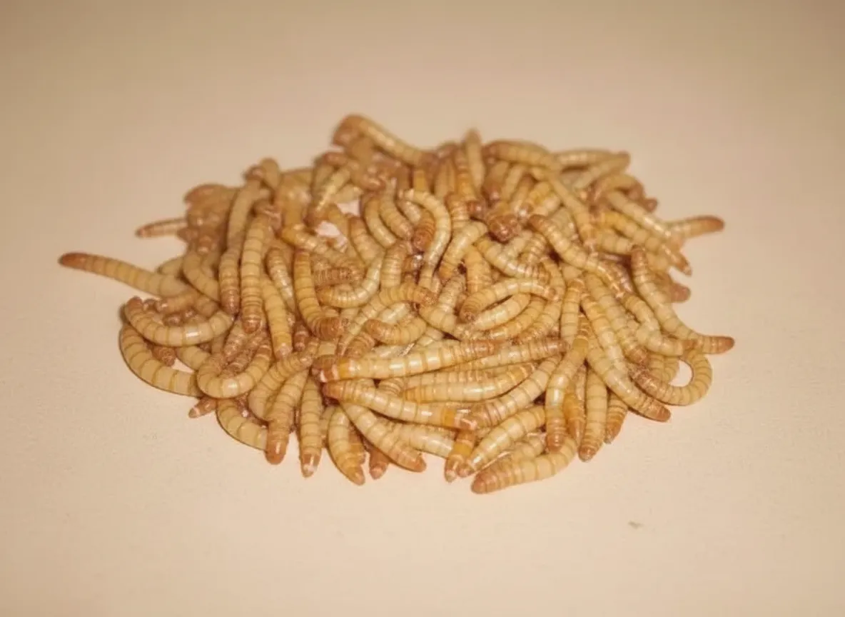 Super Mealworm image thumbnail