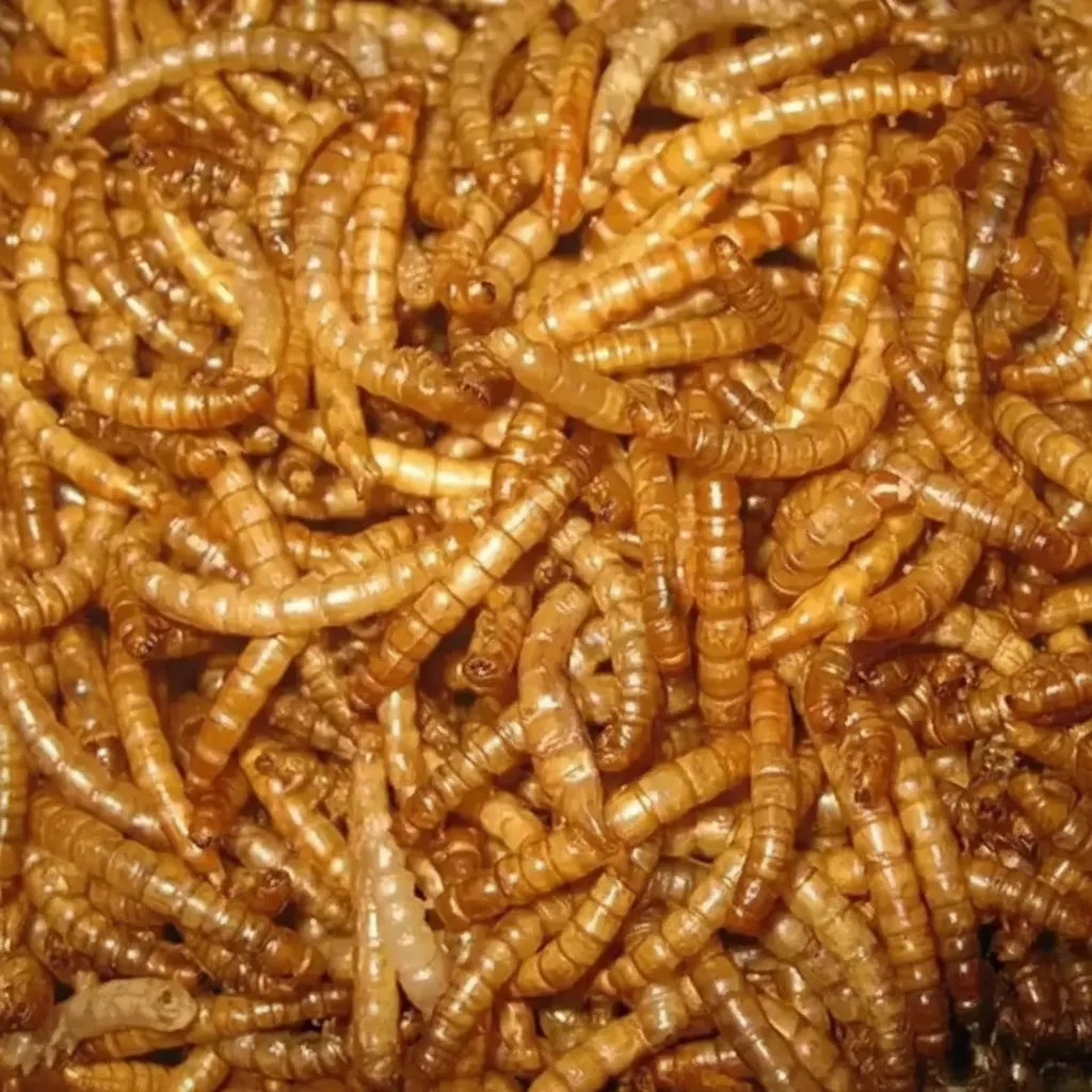 bulk insect protein supplier image thumbnail