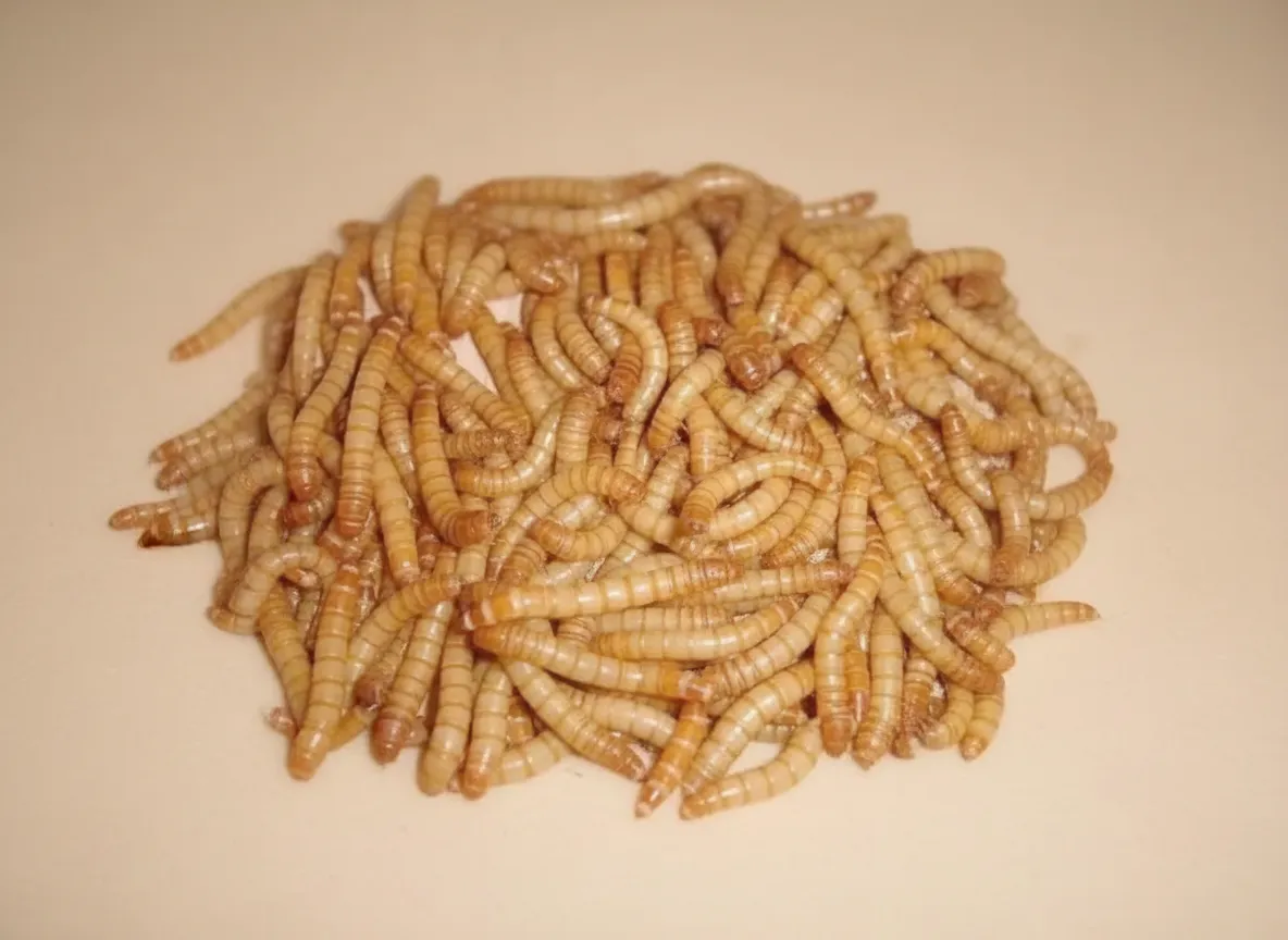 Freeze-Dried Mealworms — 55% High Protein image thumbnail