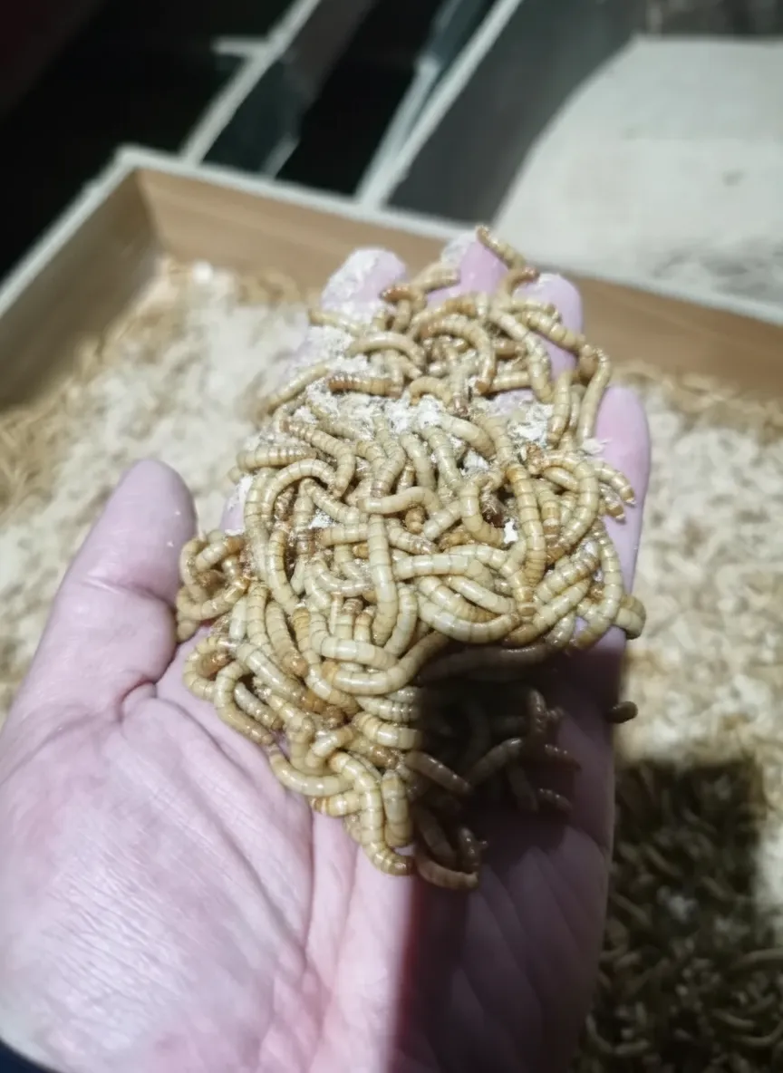Protein worms for pet food image thumbnail