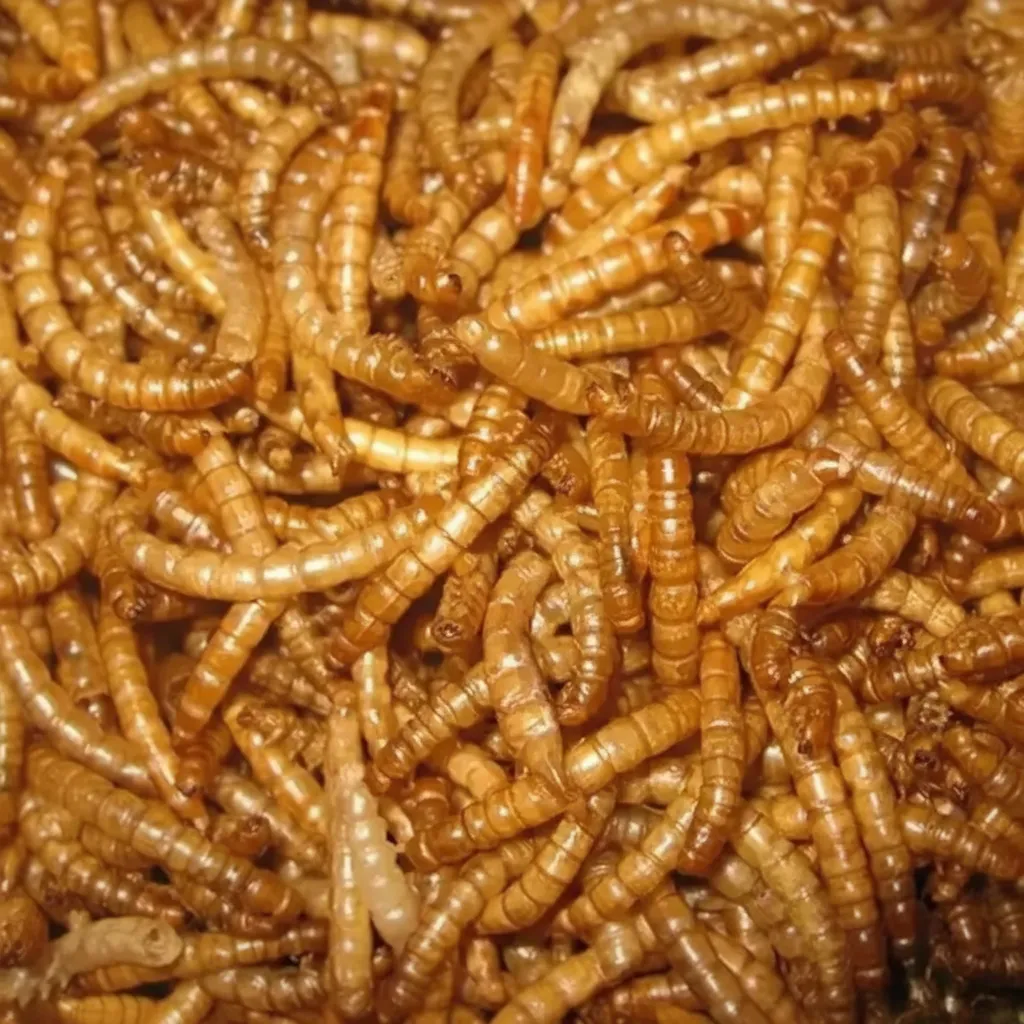 Black Soldier Fly Larvae — Wild Bird Feed image thumbnail