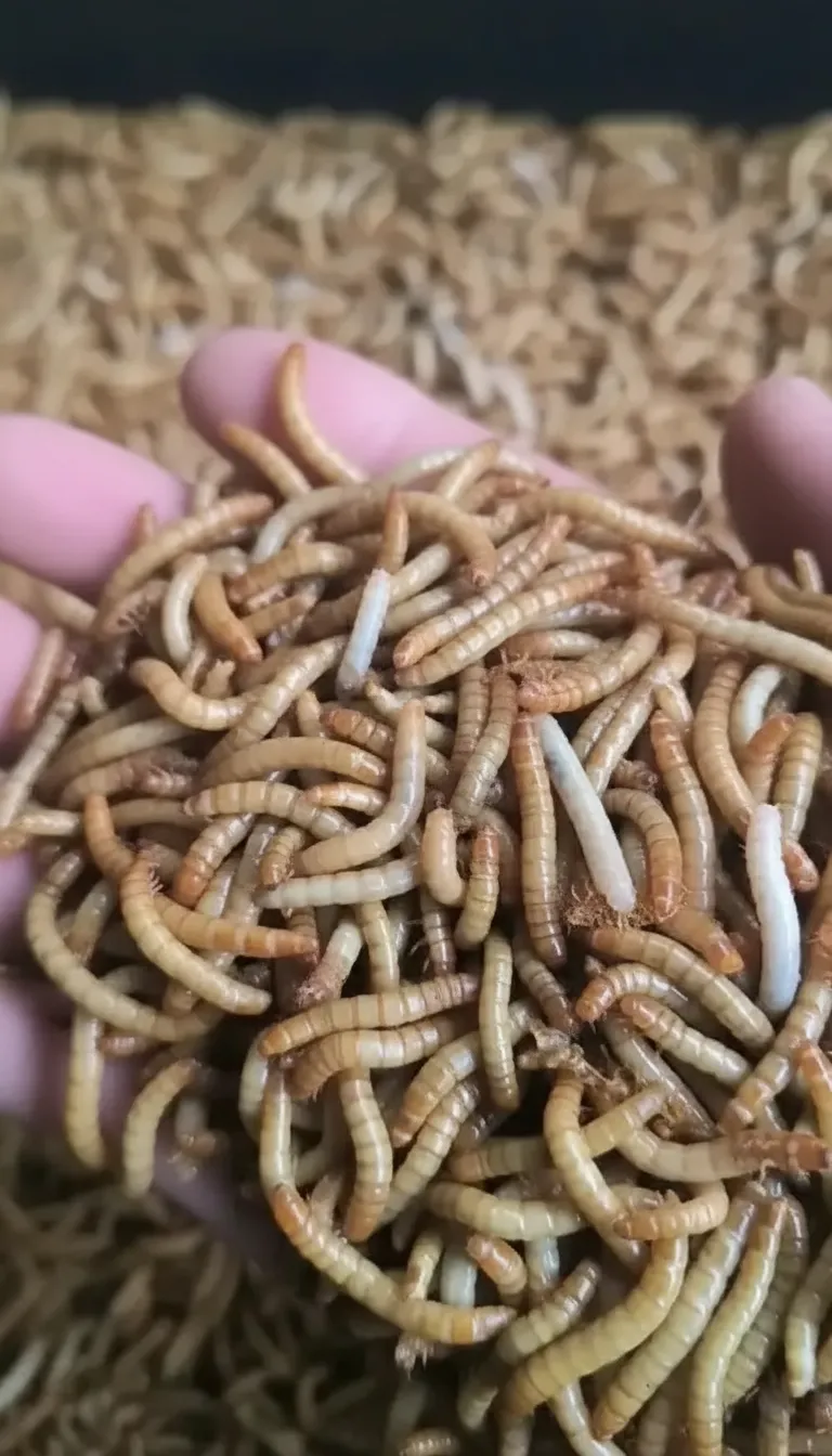 Black Soldier Fly Protein — For Protein Bar Production