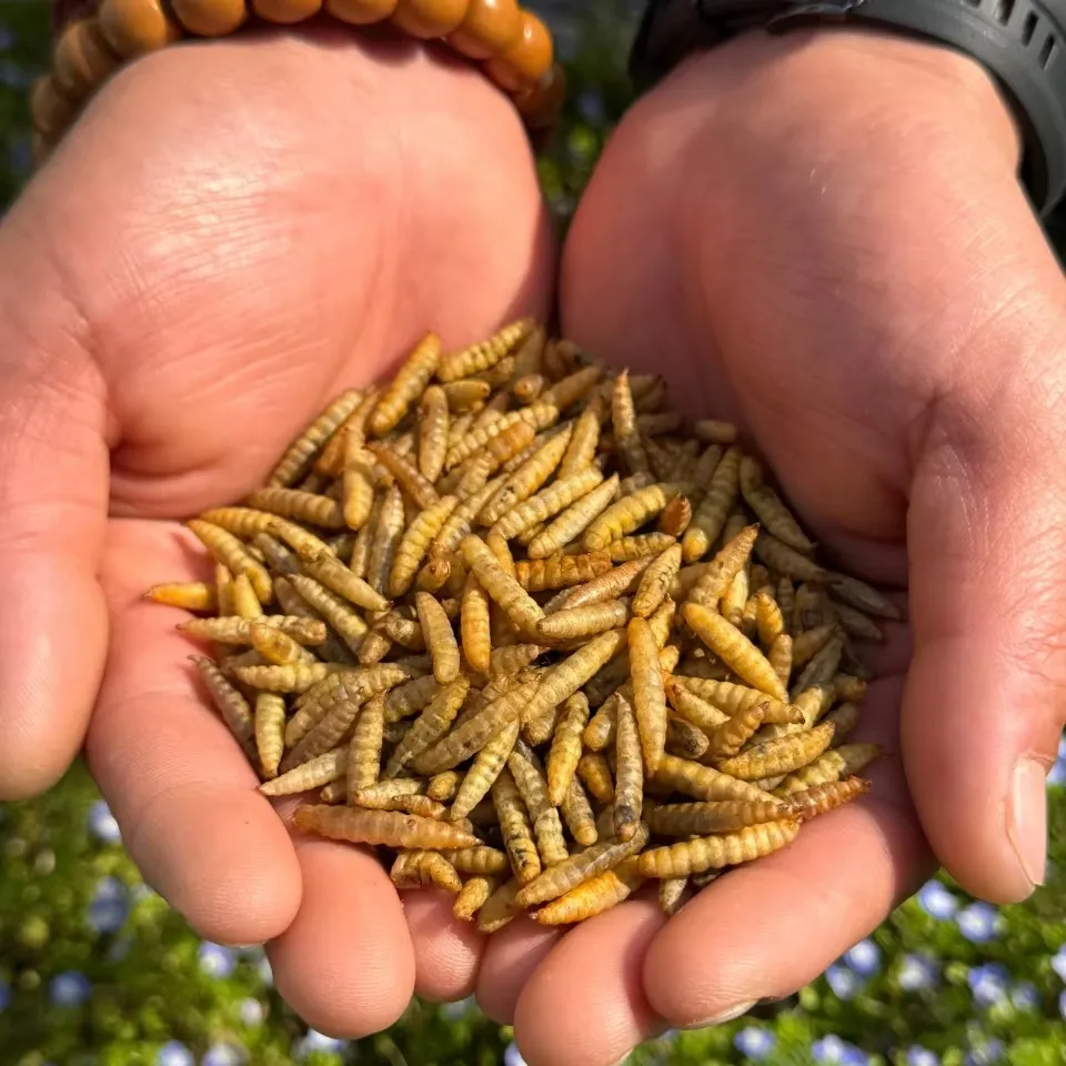 Chinese Freeze-Dried Insect Manufacturer image thumbnail
