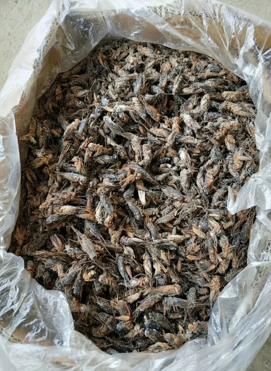 Bulk Dried Crickets for Shrimp Feed image thumbnail