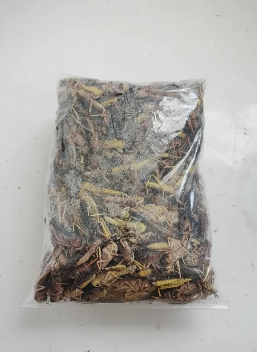 Bulk Wholesale Supplier of Defatted Dried Grasshopper Powder