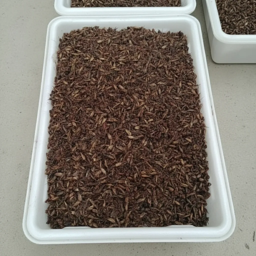 Bulk Wholesale Supplier of Organic Dried Crickets image thumbnail