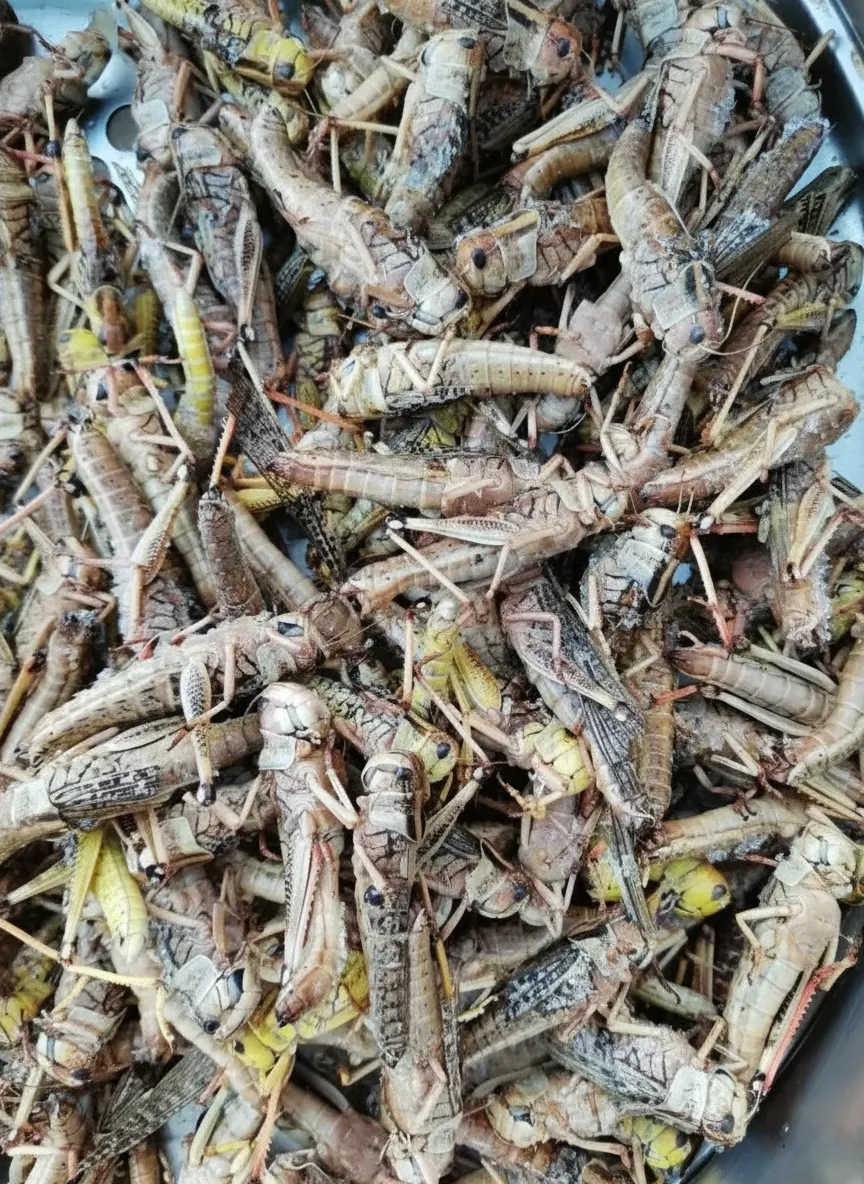 Bulk Supply of Dried Grasshoppers for Insect Protein Premixes image thumbnail