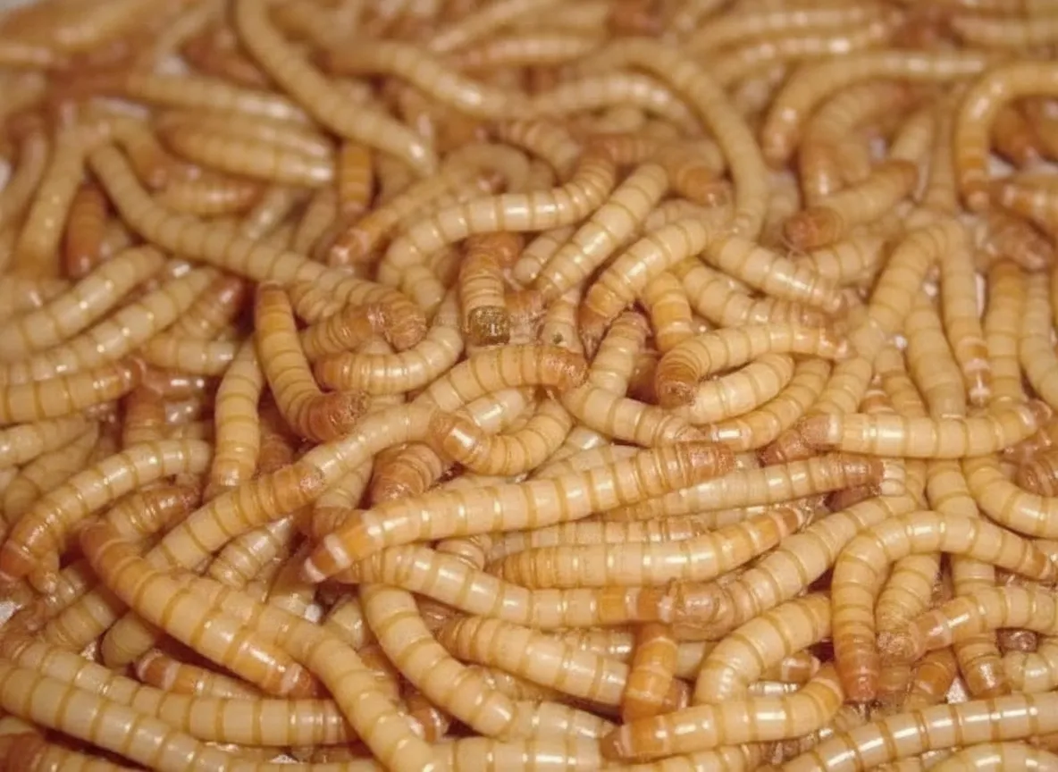 US FDA-Certified Mealworm Supplier image thumbnail