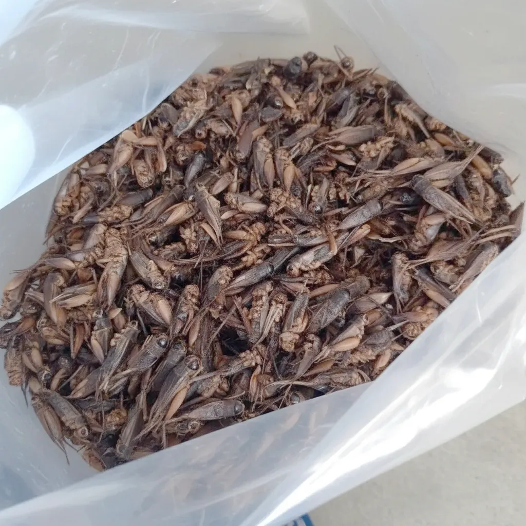 Bulk Supplier of Vacuum-Packed Dried Crickets image thumbnail