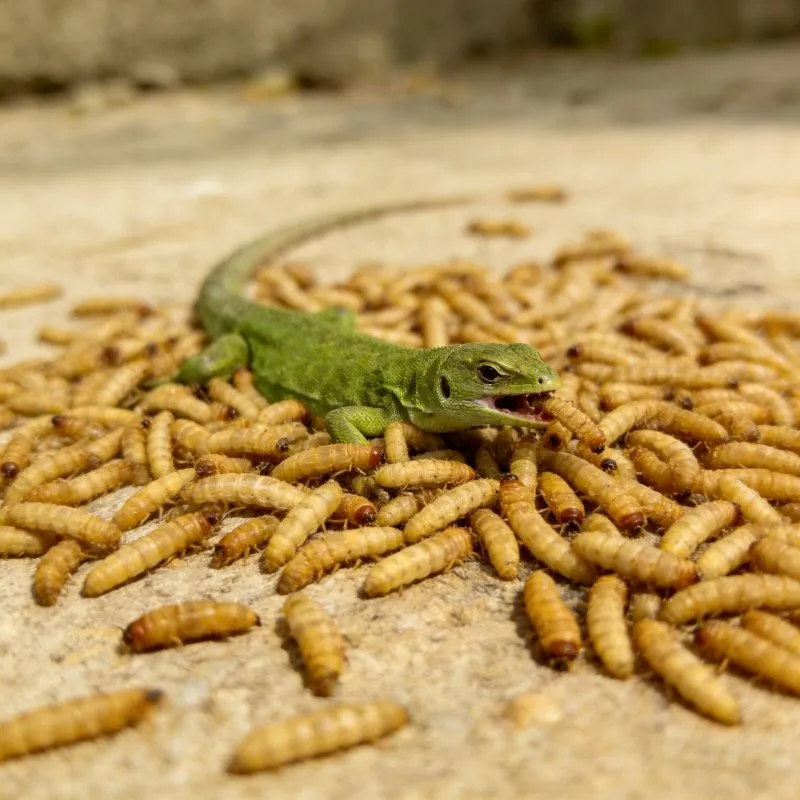Protein Worms for Reptiles image thumbnail