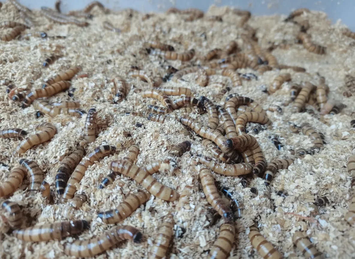 Mixed batch black soldier fly products wholesale supplier image thumbnail