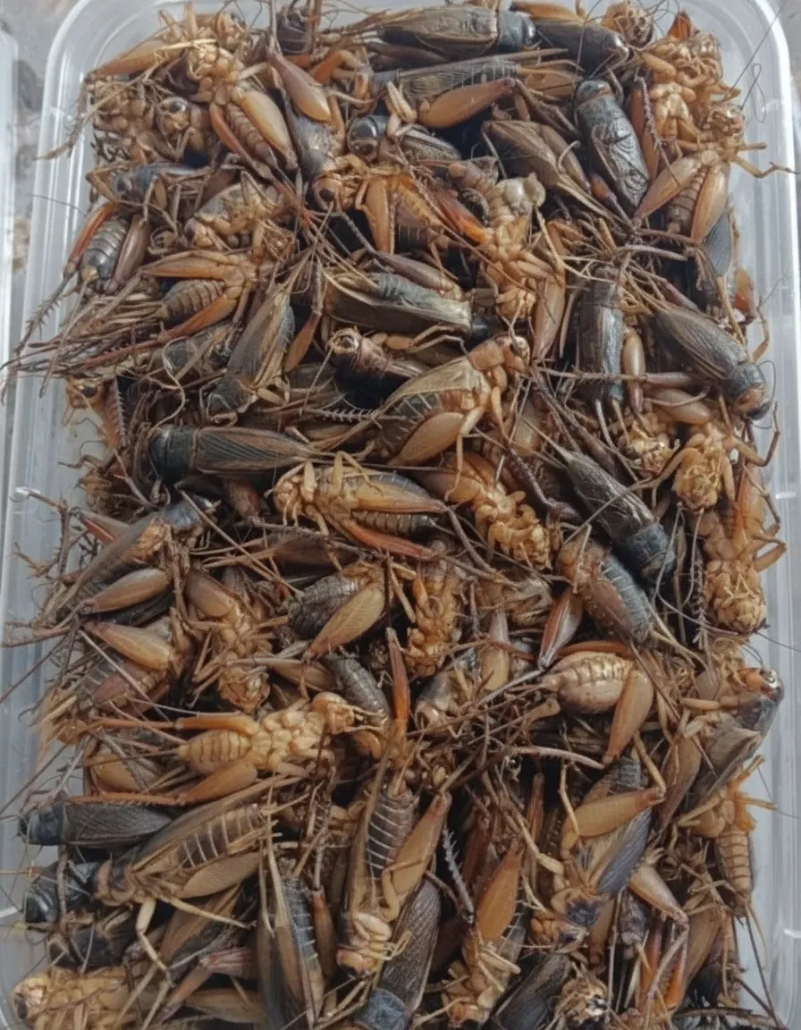 Bulk Dried Crickets for Pet Food Production image thumbnail