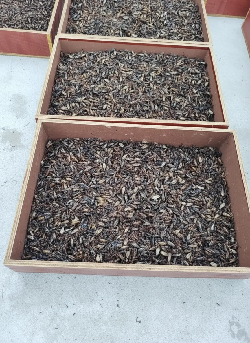 Bulk Supplier of Whole Dried Crickets image thumbnail