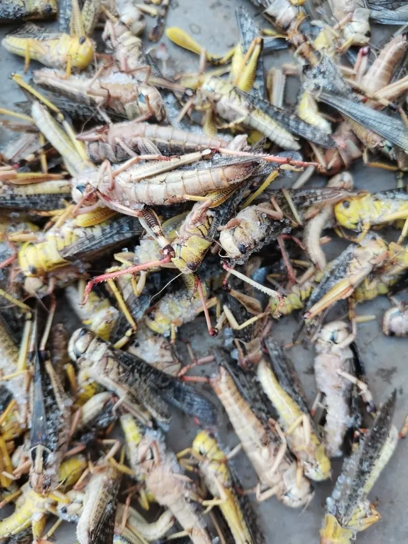 Dried Grasshoppers