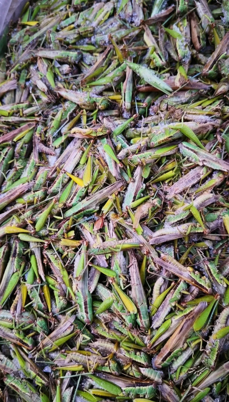 Zero-Additive Dried Locusts for Organic Feed