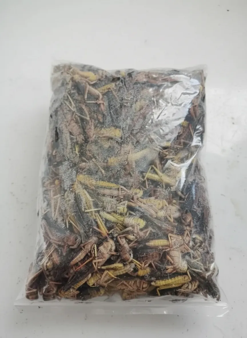 Chinese bulk exporter of dried grasshoppers