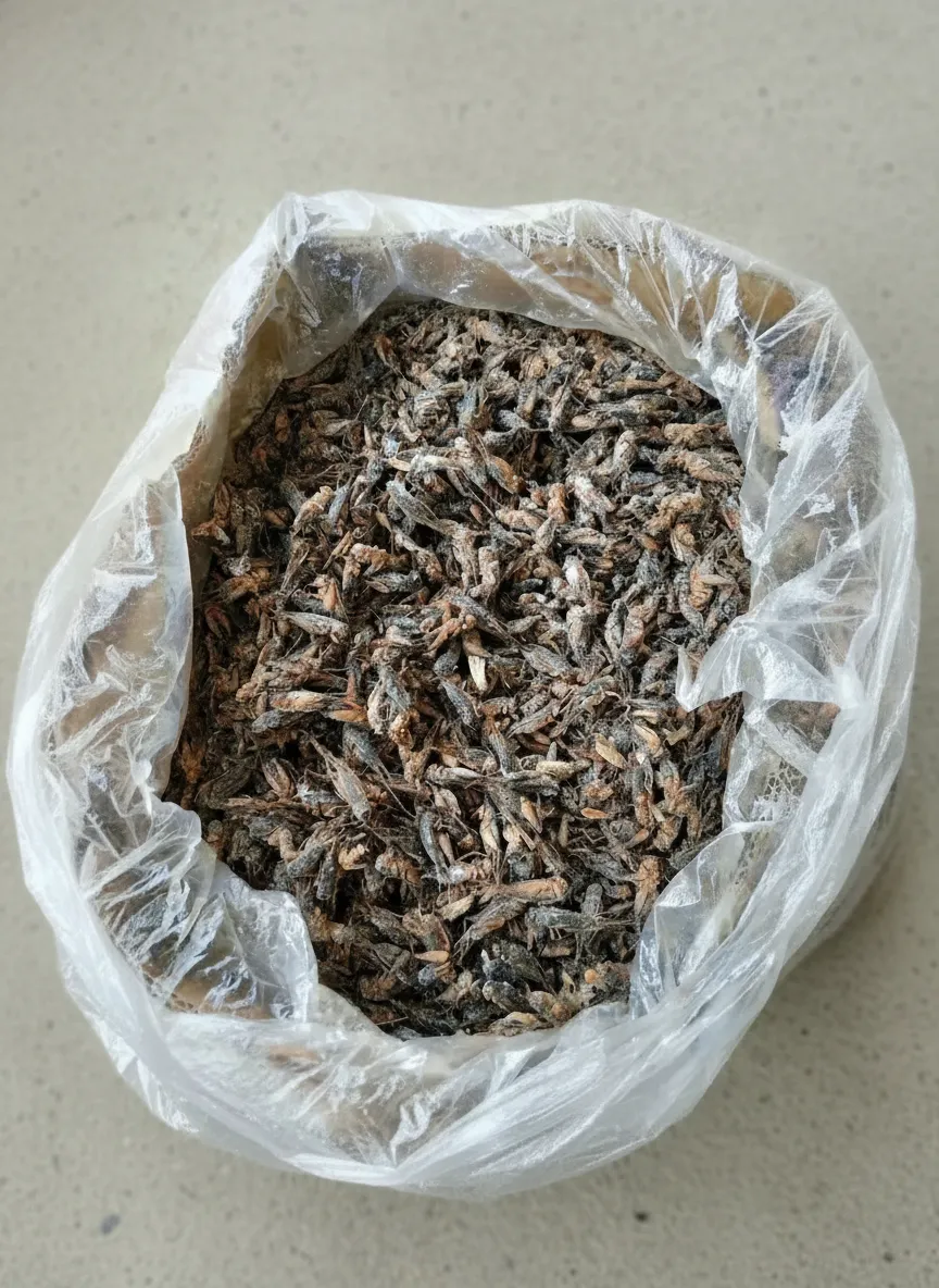 Bulk Dried Crickets for Pet Food Production image thumbnail