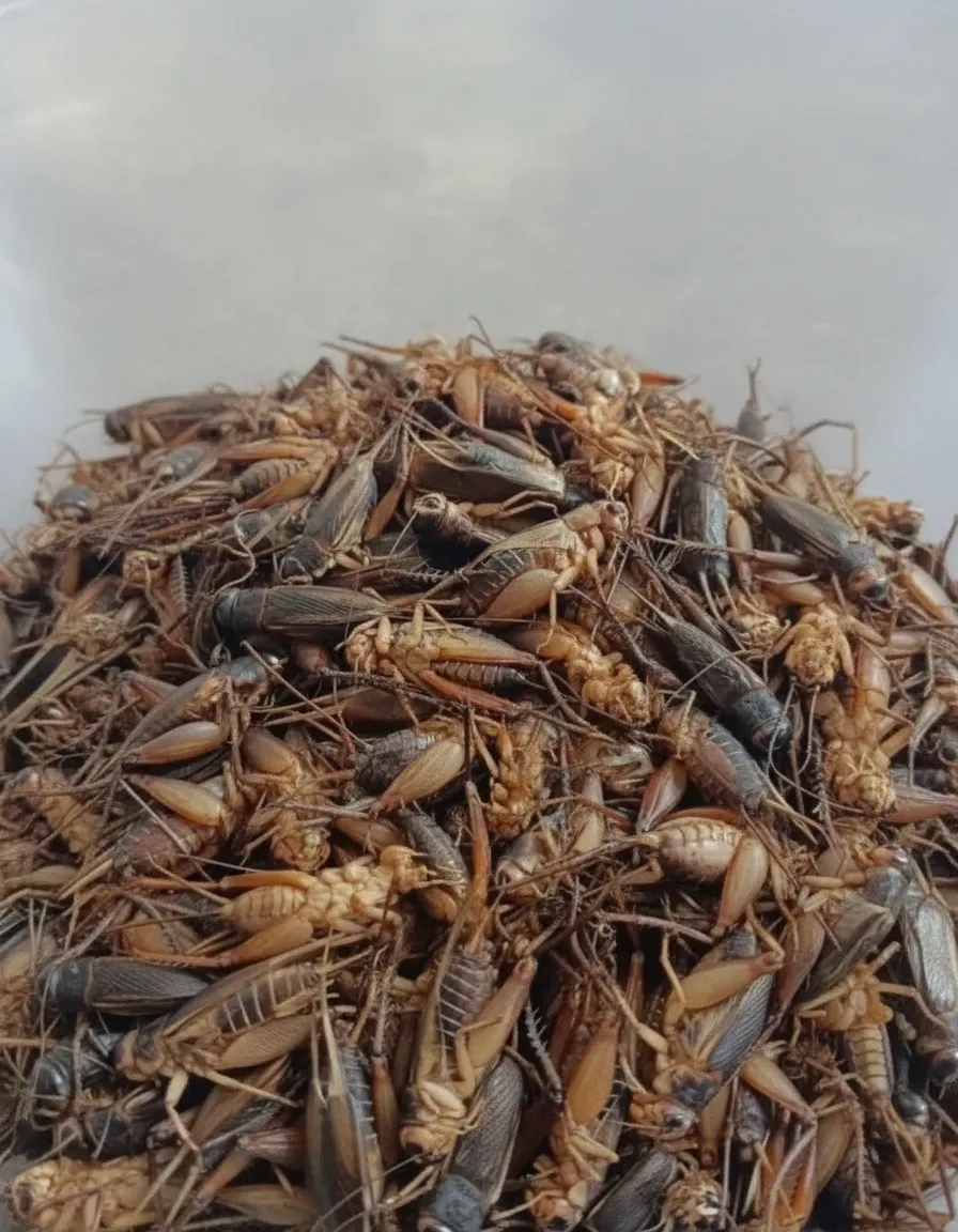 Chinese Wholesale Manufacturer of Bulk Dried Crickets image thumbnail