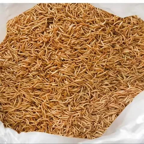 Protein Worms for Reptiles image thumbnail