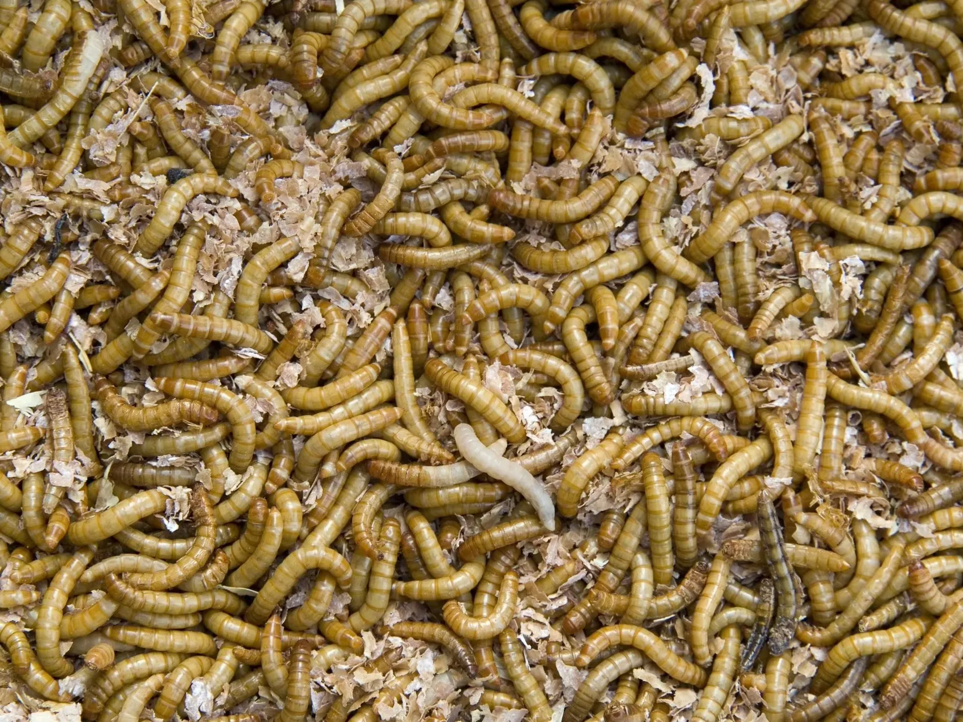 Wholesale Vacuum-Packed Dried Mealworms image thumbnail