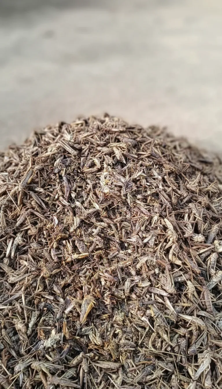 Bulk Dried Grasshoppers for Commercial Laying Hen Farming image thumbnail