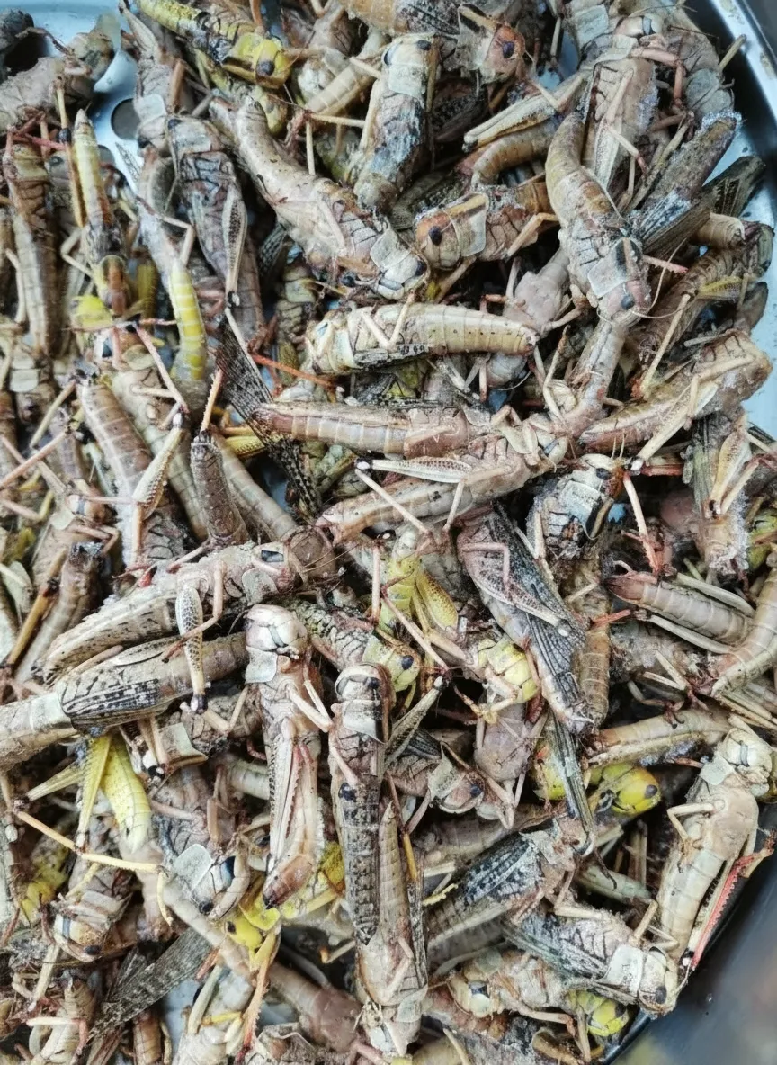Bulk Wholesale Supplier of Defatted Dried Grasshopper Powder image thumbnail