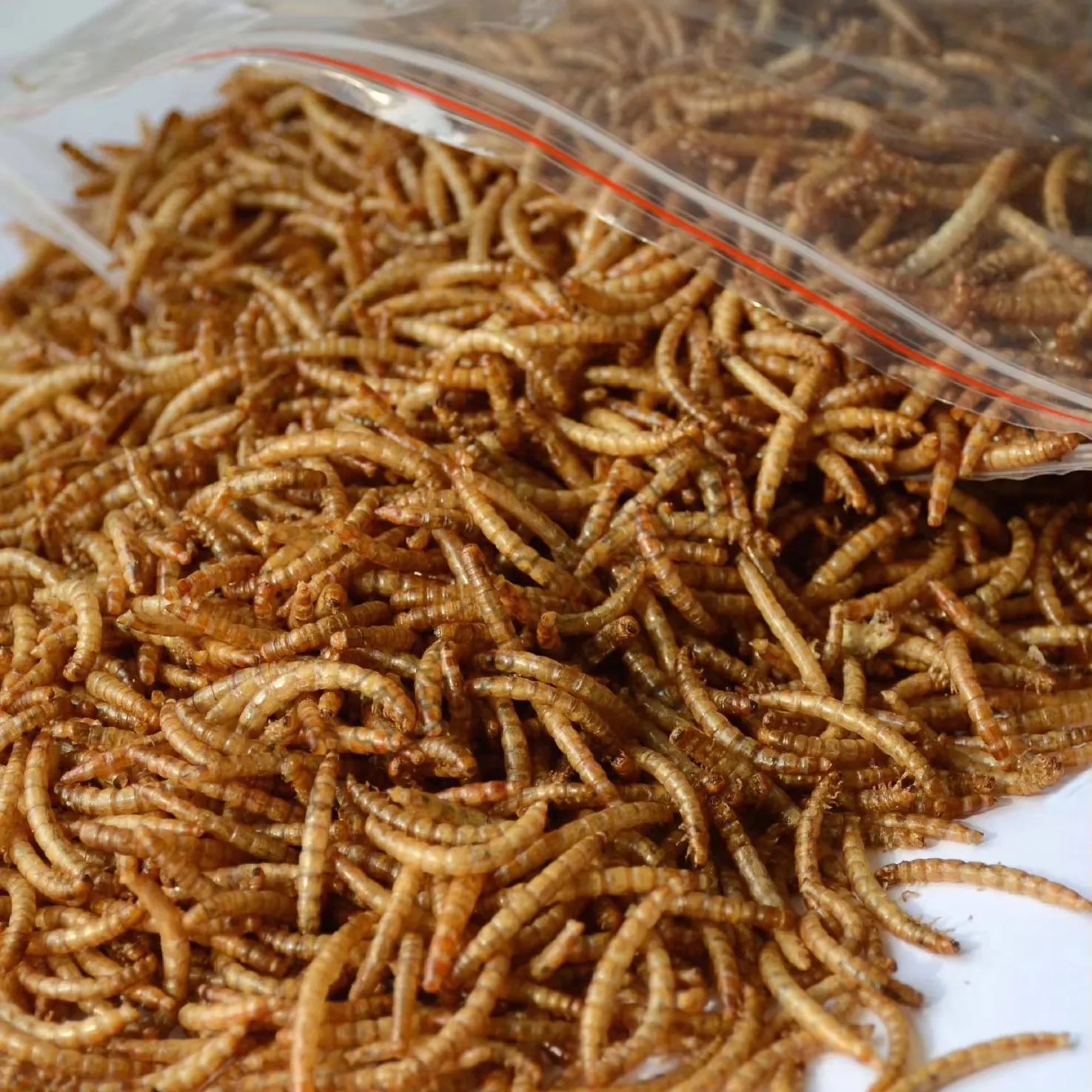 Wholesale Vacuum-Packed Dried Mealworms image thumbnail