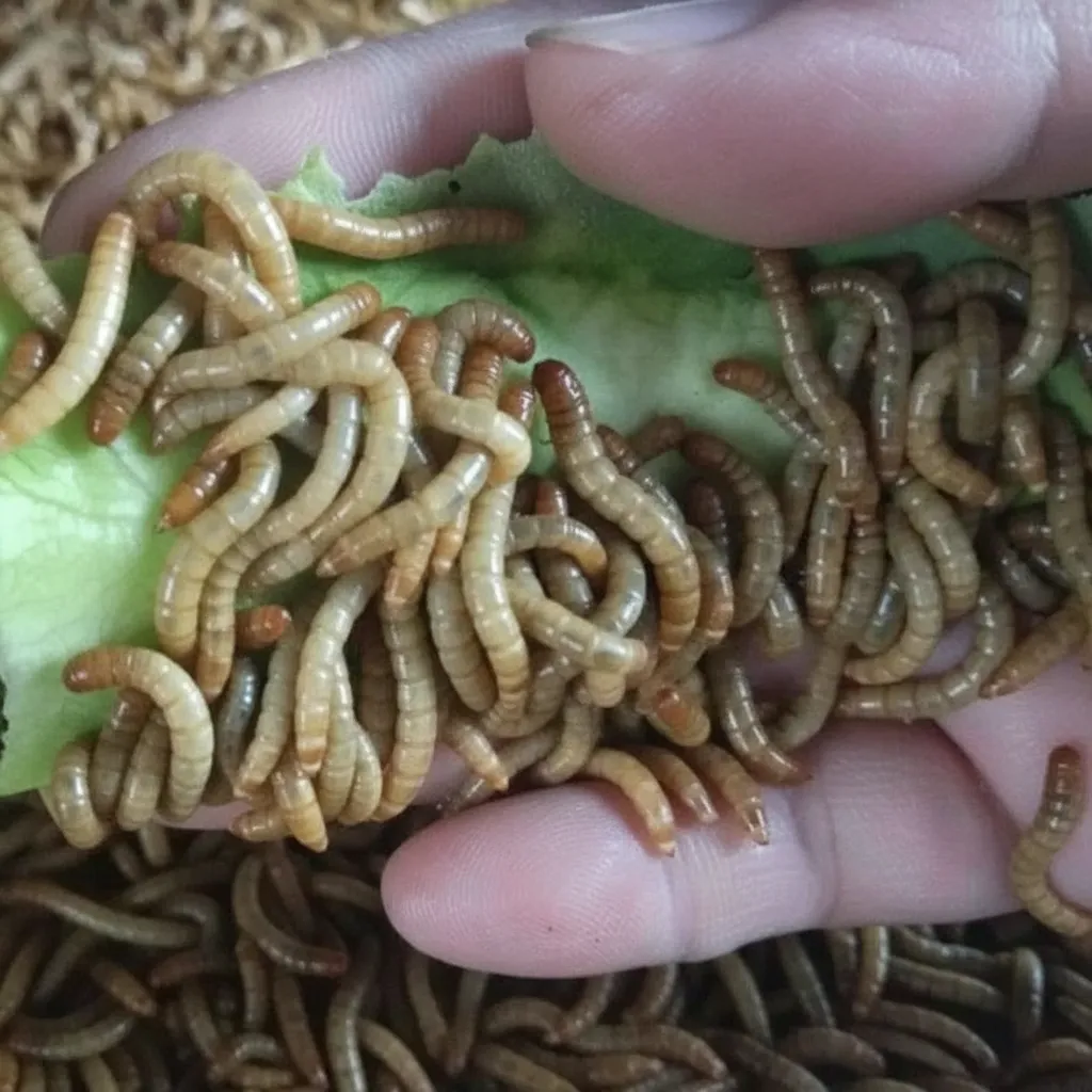 Black Soldier Fly Larvae — Bulk Producer for Hydroponic Feed image thumbnail