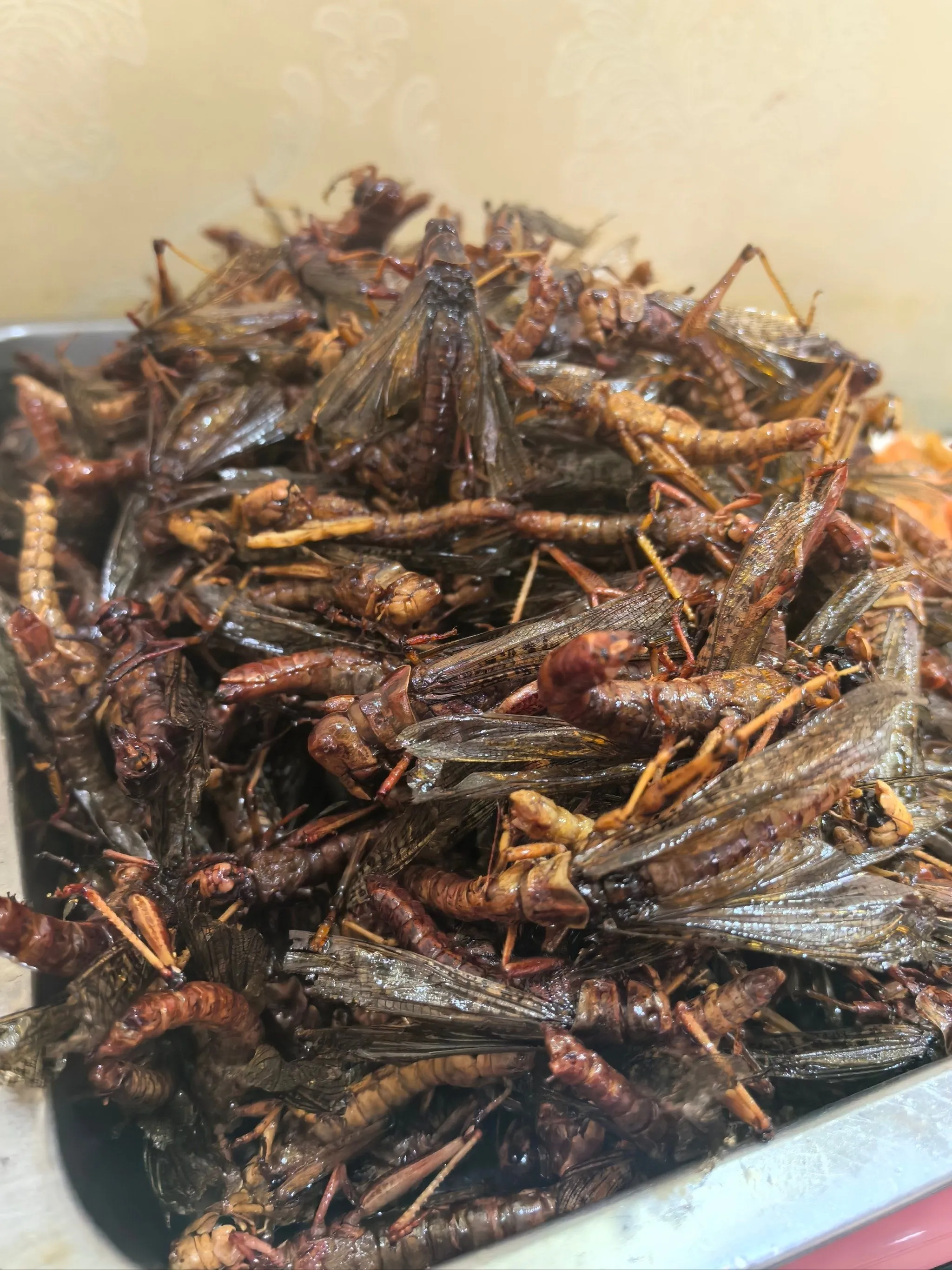 Dried Grasshoppers for Commercial Reptile Breeding