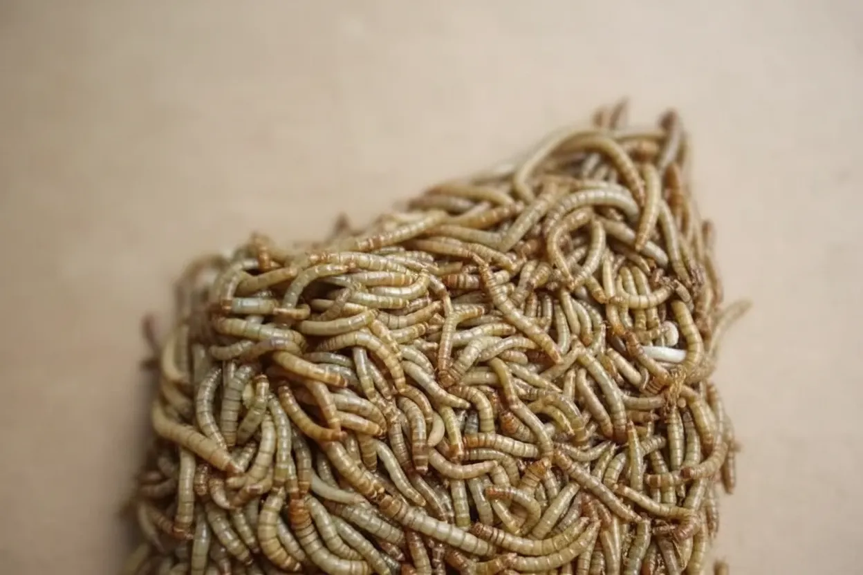 Industrial-Scale Bulk Producer of Black Soldier Fly Protein
